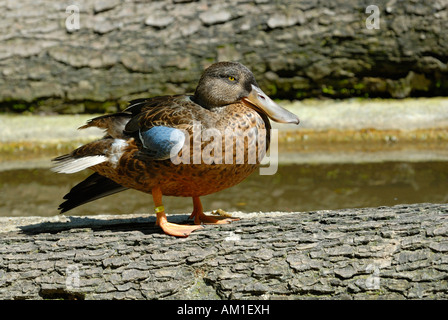 A male Northern Shoveler (Anas clypeata) - Germany, Europe. Stock Photo