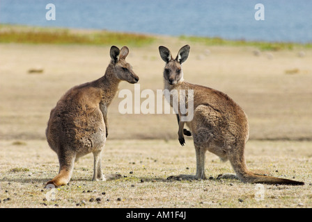 Eastern Grey Kangaroo, Macropus giganteus, Maria Island National Park, Tasmania, Australia Stock Photo