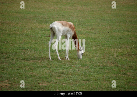 Dorcas Gazelle Grazing in field Stock Photo