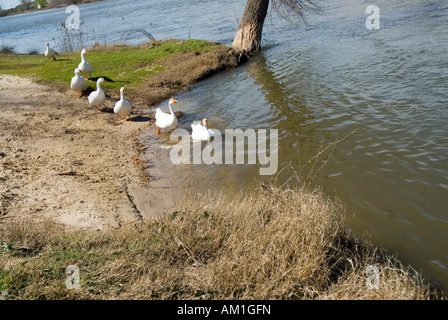 Gooses in Duero river in TORDESILLAS Valladolid province Castile Leon region SPAIN Stock Photo