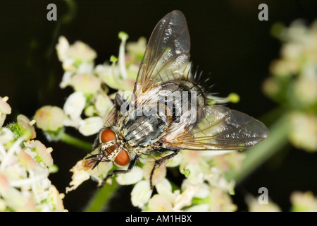 Marbled grey flesh fly (Sarcophaga carnaria) Stock Photo