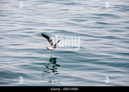 A seagull flying over the water Stock Photo