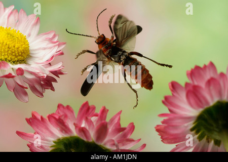 Soldier beetle (Cantharis rustica) Stock Photo