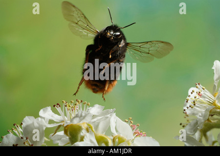 Red-tailed bumblebee (Bombus lapidarius) Stock Photo