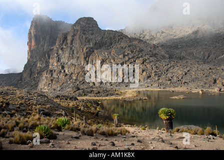 Endemic giant groundsel (Senecio keniodendron) at lake Mount Kenya National Park Kenya Stock Photo