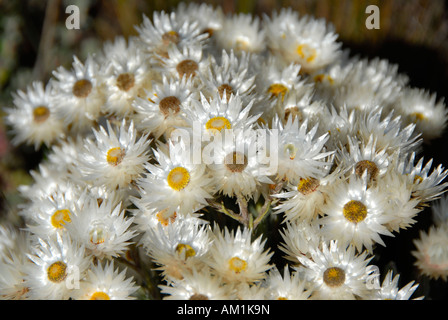 Everlasting (Helichrysum spp) Mount Kenya National Park Kenya Stock Photo