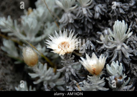 Everlasting (Helichrysum spp) Kikelewa Route Kilimanjaro Tanzania Stock Photo