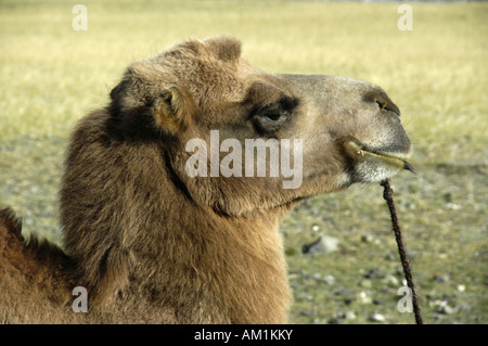 Fluffy head of a Bactrian camel in the steppe Kharkhiraa Mongolian Altai near Ulaangom Uvs Aymag Mongolia Stock Photo