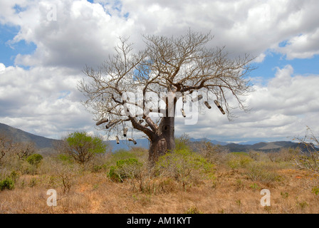 Baobab (Adansonia digitata) with hanging beehives in the savannah Tanzania Stock Photo
