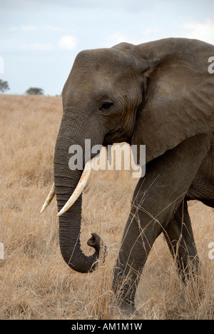 African Elephant (Loxodonta africana) in the savannah Tarangire National Park Tanzania Stock Photo