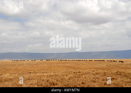 Herd of Blue Wildebeests (Connochaetes taurinus) move one after another in dry grassland Ngorongoro Crater Tanzania Stock Photo
