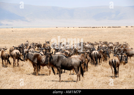 Herd of Blue Wildebeests (Connochaetes taurinus) in dry grassland Ngorongoro Crater Tanzania Stock Photo