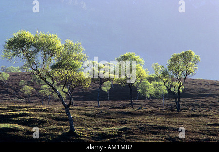 Morrone Birkwood  scottish heather moors and Silver Birch trees Mar Estate, Braemar Aberdeenshire Scotland, UK Cairngorms National Park, UK Stock Photo