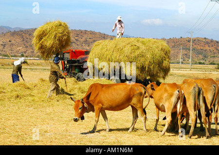 Making hay, Binh Thuan province, Southern Vietnam Stock Photo