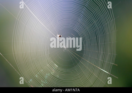 Spider spinning web in the morning Stock Photo
