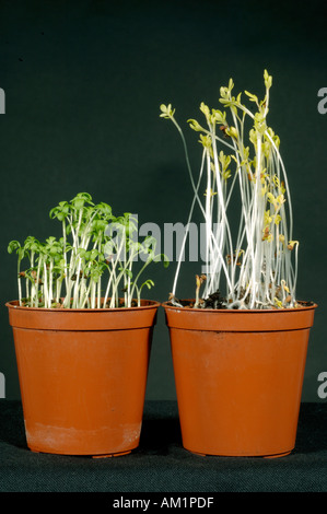 Etiolated cress seedlings grown without light compare to 126335 Stock ...