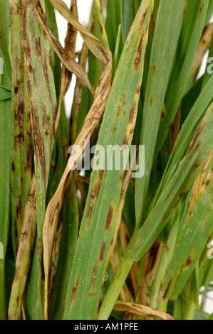 Net blotch Pyrenophora teres symptoms on young barley plant Stock Photo