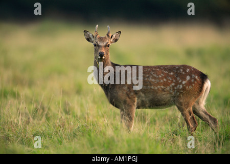 Sika Deer (Cervus nippon), young buck Stock Photo