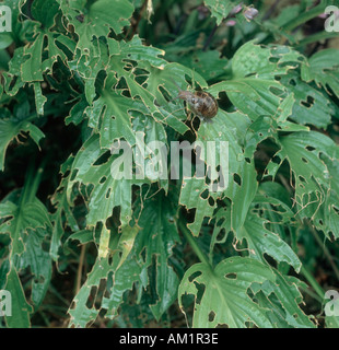 Garden snail Cornu aspersum slug snail damage to Hosta spp leaves Stock Photo