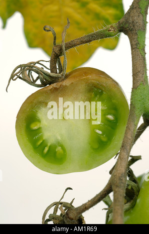 Late Blight In Tomato (Solanum Lycopersicum), Phytophthora Infestans ...