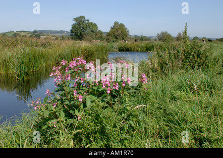 The River Axe near Seaton with flowering plants including Himalayan balsam