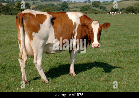 Red white Friesian dairy cow on summer grass Devon Stock Photo