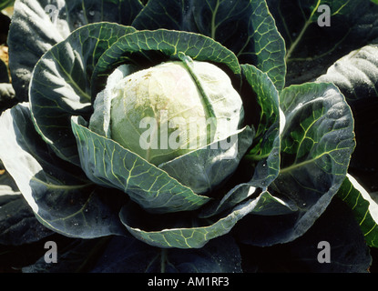 Mature cabbage Brassica oleracea growing Stock Photo
