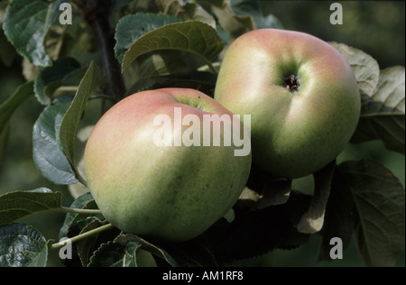 Close up of ripe Bramley Apples still on the tree Stock Photo