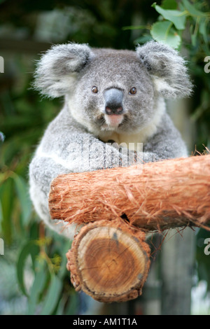 Koala hospital Port Macquarie Stock Photo