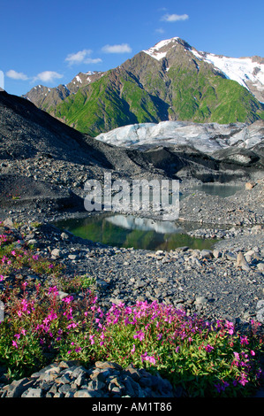 Dwarf fireweed on the terminal moraine of the Pedersen Glacier near Pedersen Lagoon Aialik Bay Kenai Fjords National Park Stock Photo