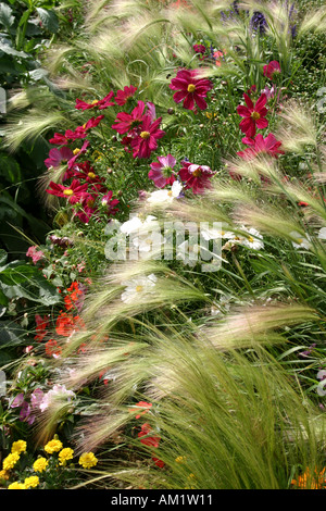 Wild foxtail barley in flowerbed Hordeum jubatum and cosmea Stock Photo
