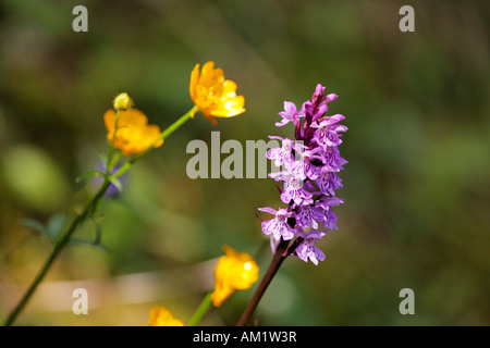 Common spotted orchid, Dactylorhiza maculata = fuchsii, Germany Stock Photo