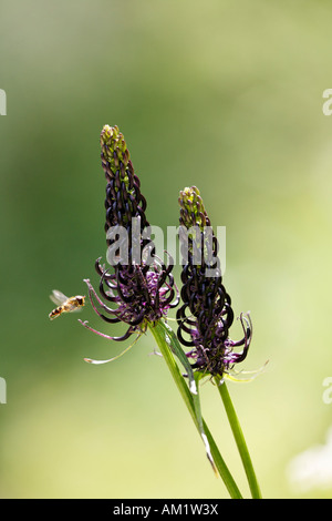 Rampion, Phyteuma ovatum, Alps Stock Photo