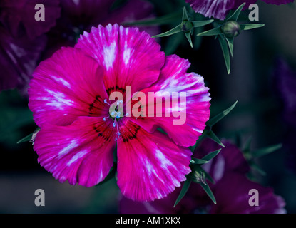 Pink Alpine Dianthus Stock Photo