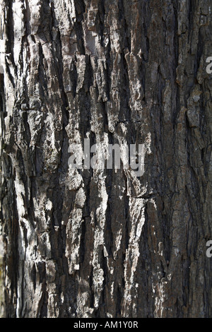 Bark of White Willow (Salix alba) Stock Photo