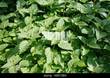 Stinging nettle, Urtica dioica Stock Photo