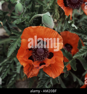 Oriental poppy, Papaver orientale, with large bright red in flower and buds Stock Photo