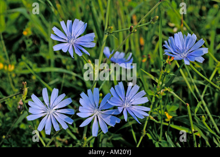 Chicory (Cichorium intybus var intybus), flowering Stock Photo