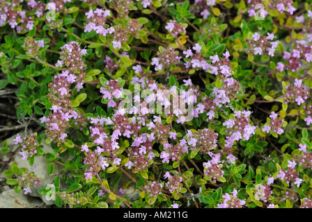 Wild Thyme (Thymus serpyllum), flowering Stock Photo