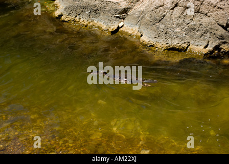 Grebe swimming in ravine in Sa Calobra north coast of Mallorca Spain Stock Photo