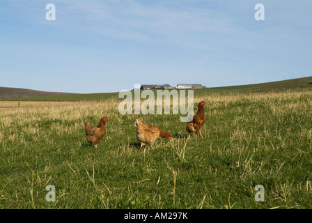 dh free range chicken HEN UK Free range farm hens Gallus gallus domesticus chickens Orkney poultry organic farmland Stock Photo