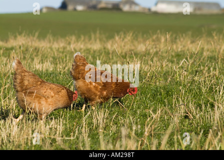dh free range chicken HEN UK Farm domestic hens Gallus gallus domesticus chickens Orkney britain outdoors poultry organic farmland freerange feed Stock Photo