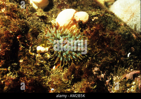 Dahlia Anemone. Sea Anemones. UK Sea Anemones. UK Dahlia Anemone. (Urticina Felina) Stock Photo