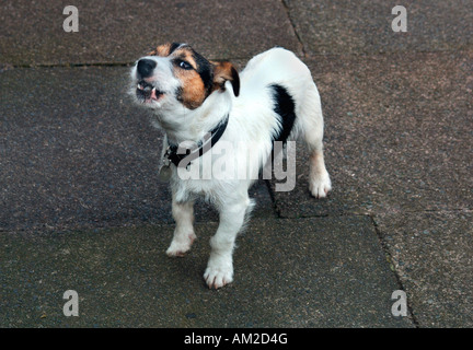 A Jack Russell Terrier Dog  Barking. Stock Photo