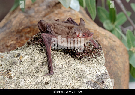 Cave Myotis Myotis velifer Patagonia Arizona United States August Adult Vespertilionidae Stock Photo