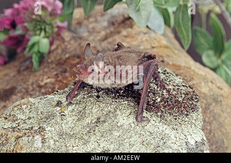 Cave Myotis Myotis velifer Patagonia Arizona United States August Adult Vespertilionidae Stock Photo