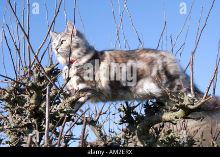 Norwegian forest cat cross in apple tree Stock Photo