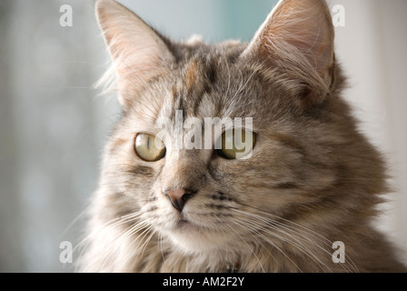 Head shot portrait of Norwegian forest cat cross Stock Photo