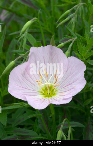 Oenothera speciosa Twilight Turner01 Stock Photo