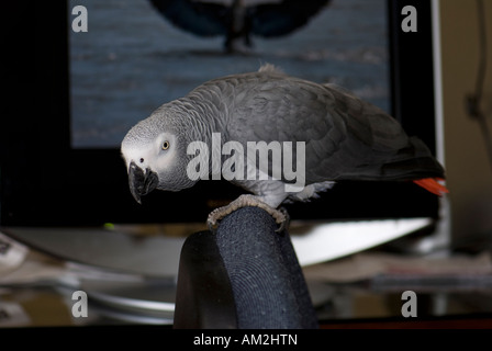 Pet African Gray Parrot, Psittacus erithacus, perched on the back of an office chair. USA. Stock Photo